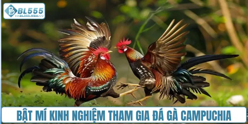 Đá gà Campuchia : Cập Nhật Nhanh, Gay Cấn Từng Giây 4 Bật mí kinh nghiệm tham gia đá gà Campuchia