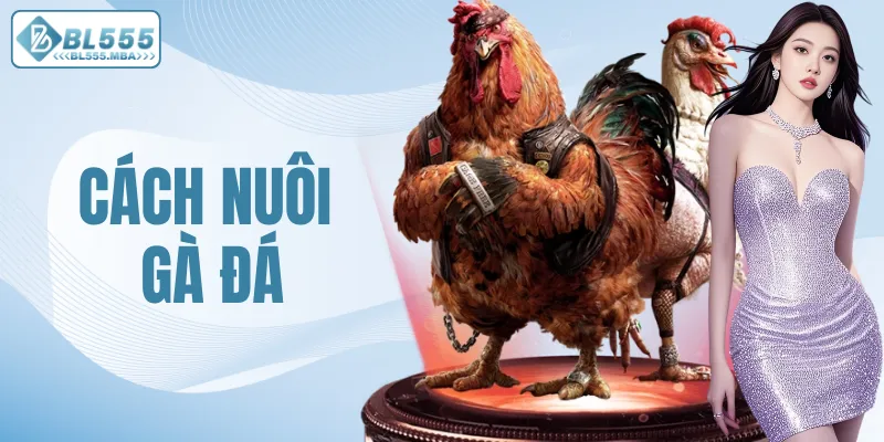 Cách Nuôi Gà Đá