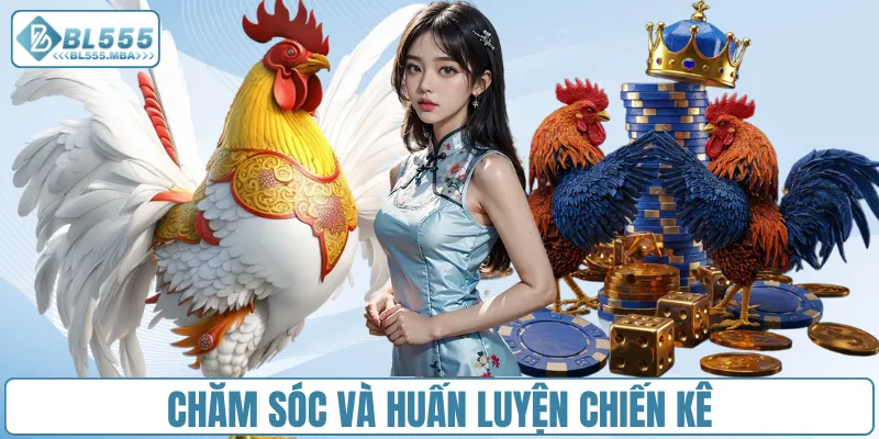 Chăm sóc và huấn luyện chiến kê