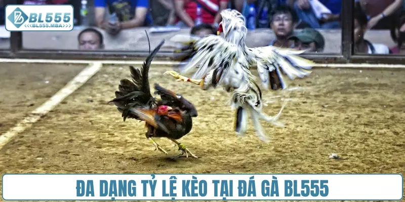 Đa dạng tỷ lệ kèo tại đá gà BL555