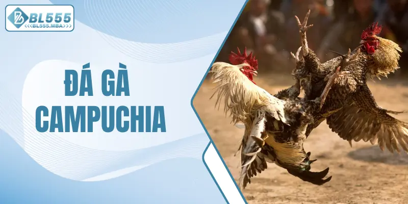 Đá gà Campuchia