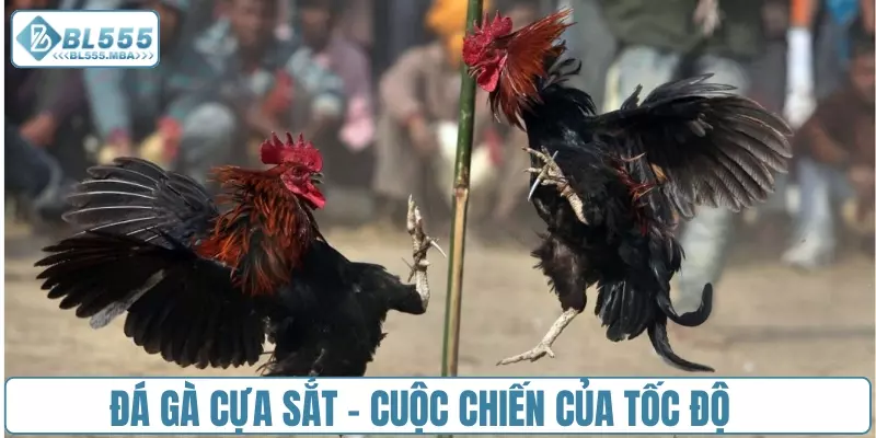 Đá gà cựa sắt - Cuộc chiến của tốc độ