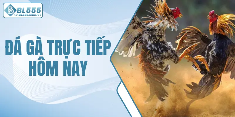 Đá gà trực tiếp hôm nay