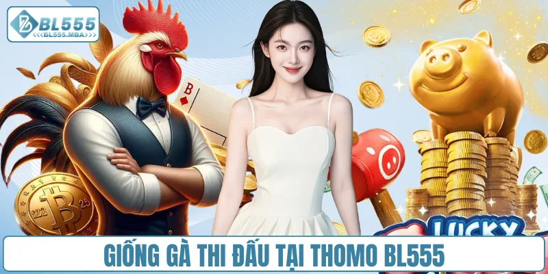 Giống gà thi đấu tại Thomo BL555