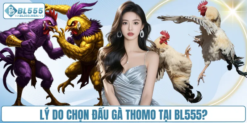 Lý do chọn đấu gà Thomo tại BL555?