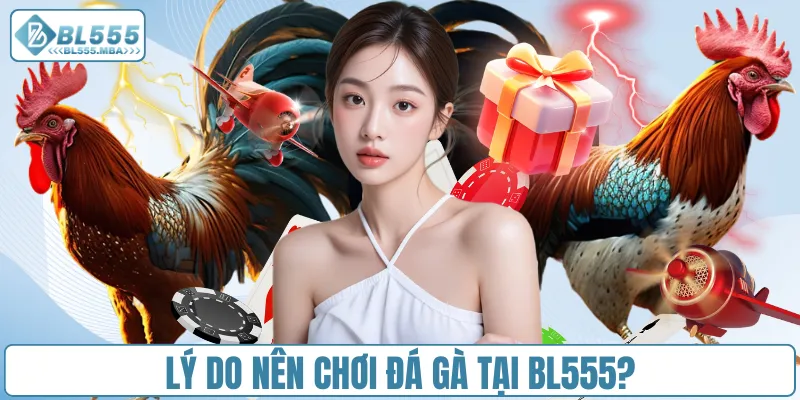 Chơi Đá Gà Online – Trải Nghiệm Cá Cược Kịch Tính Tại BL555 1 Lý do nên chơi đá gà tại BL555?