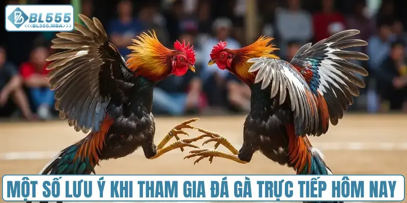 Một số lưu ý khi tham gia đá gà trực tiếp hôm nay