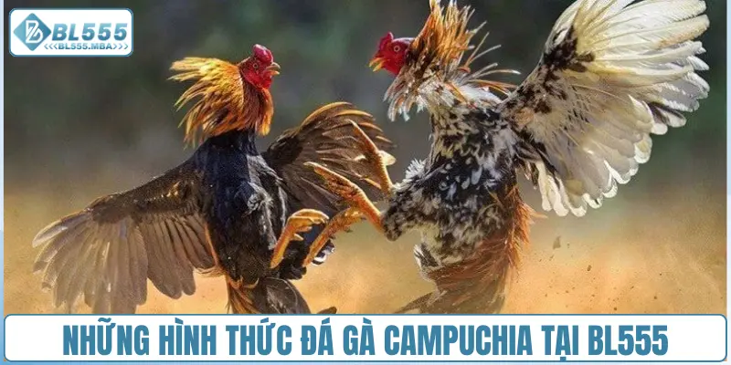 Đá gà Campuchia : Cập Nhật Nhanh, Gay Cấn Từng Giây 3 Những hình thức đá gà Campuchia tại BL555